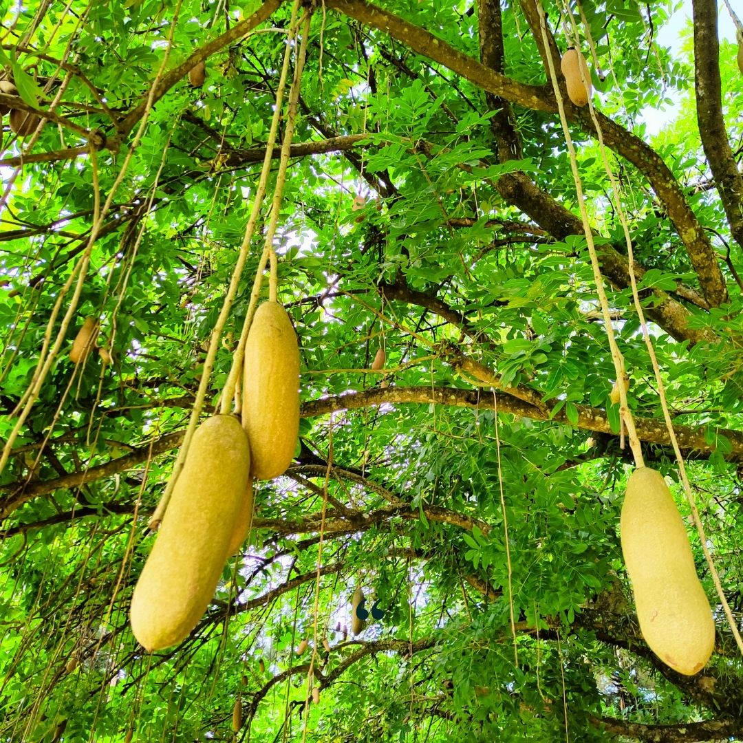 POUDRE DE KIGELIA AFRICANA